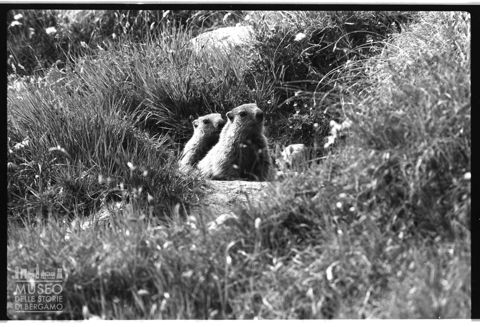 Marmotte nei pressi del Lago dell'Albigna in Svizzera
