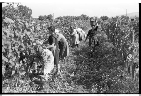 Scena di vendemmia sui Colli Albani