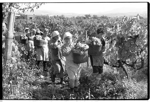 Scena di vendemmia sui Colli Albani