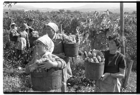 Scena di vendemmia sui Colli Albani