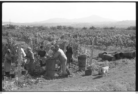 Scena di vendemmia sui Colli Albani