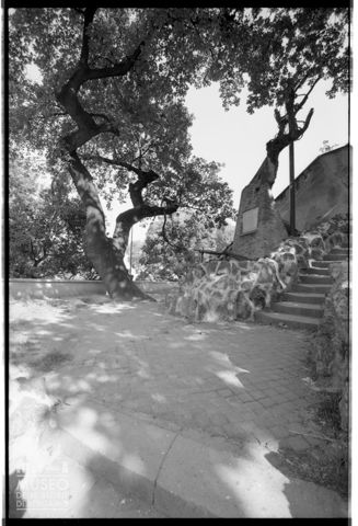 La Quercia del Tasso a Roma