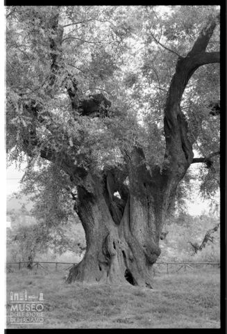L'ulivo millenario di Canneto Sabino