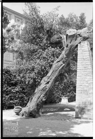 Un leccio nei Giardini del Quirinale a Roma