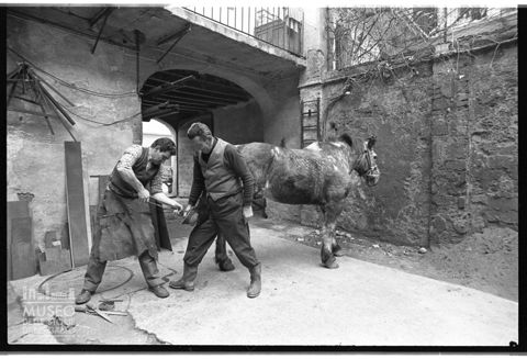 Ferratura degli zoccoli di un cavallo presso la bottega 