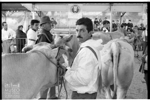 La fiera del bestiame di Cuneo