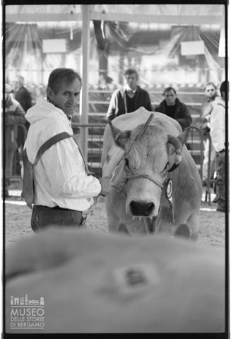 La fiera del bestiame di Cuneo