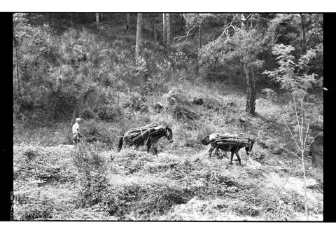 Taglio di un bosco in Umbria