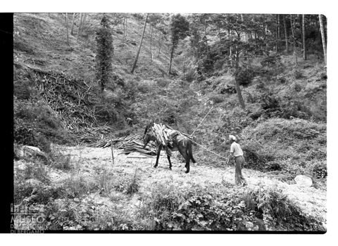 Taglio di un bosco in Umbria