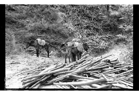 Taglio di un bosco in Umbria