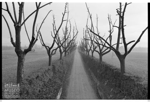 Paesaggio con alberi a Vaprio d'Adda