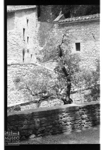 Il leccio di San Francesco presso l'Eremo delle Carceri ad Assisi