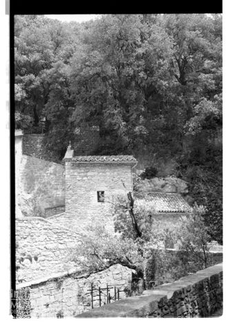Il leccio di San Francesco presso l'Eremo delle Carceri ad Assisi