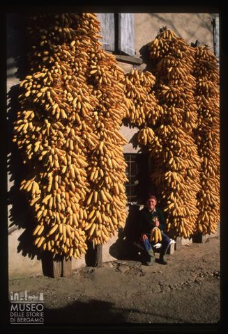 Pannocchie in una cascina di Barzana