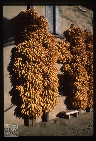 Pannocchie in una cascina di Barzana
