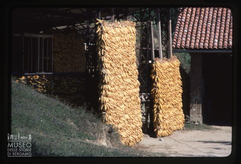 Pannocchie in essiccazione
