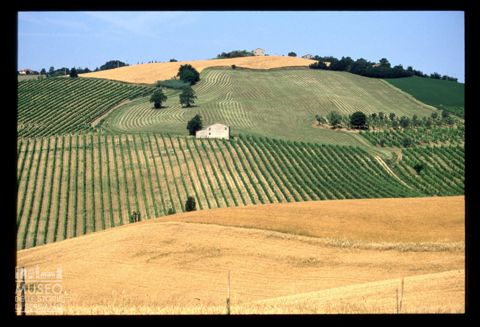 Le colline coltivate di Verucchio