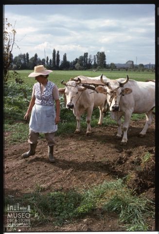 Scena di vita contadina