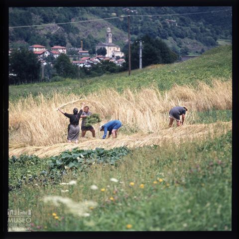 La raccolta della segale a Corteno Golgi