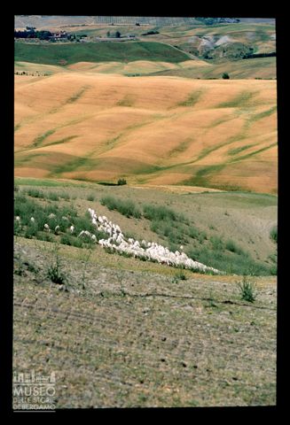 Paesaggio agreste con gregge
