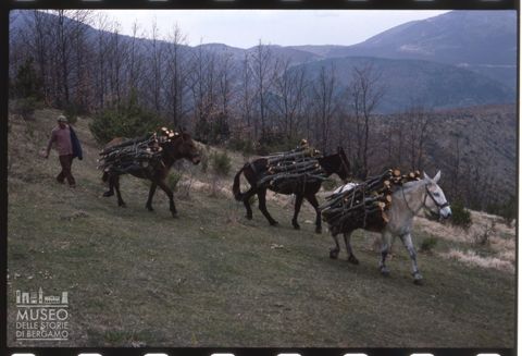Mulattieri addetti al trasporto della legna sulle pendici del Monte Pennino