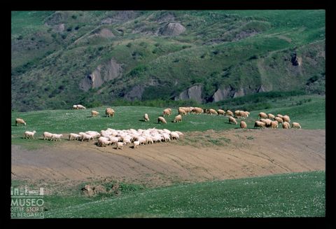 Paesaggio con gregge a Rapolano Terme