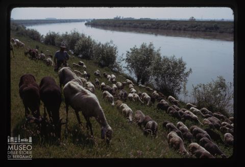 Gregge sull'argine dell'Adige a Balduina