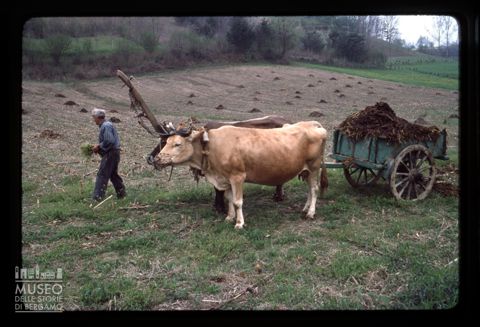 Paesaggio agreste con buoi a Cortazzone