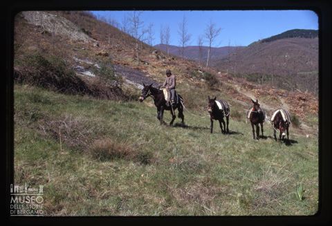 Uomo con muli sul Monte Amiata