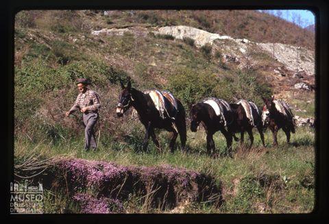 Uomo con muli sul Monte Amiata