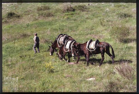 Uomo con muli sul Monte Amiata