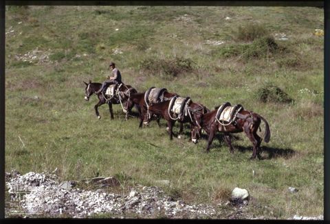 Uomo con muli sul Monte Amiata