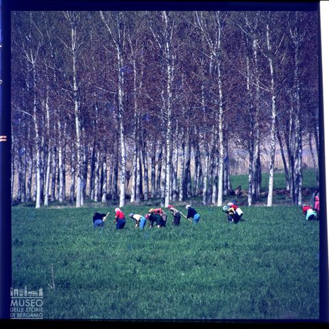 Lavori agricoli