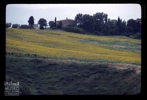 Un campo di girasoli ad Asciano