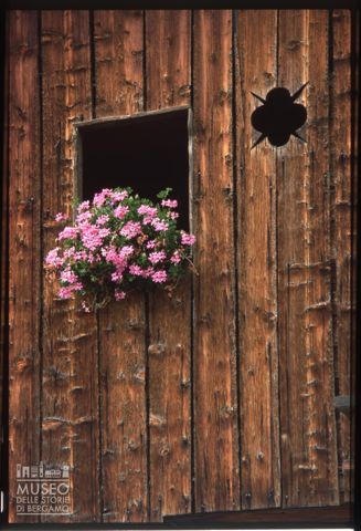Fioritura di gerani nell'ampezzano