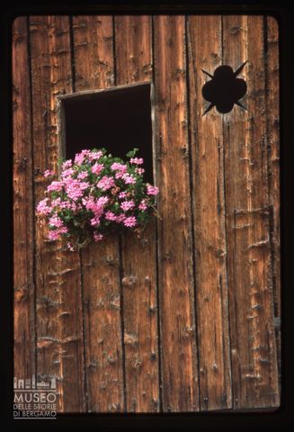 Fioritura di gerani nell'ampezzano