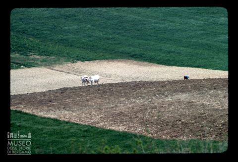 Lavori agricoli sul piano di Annifo