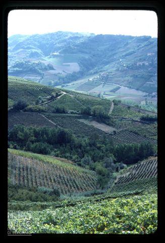 Paesaggio nelle Langhe