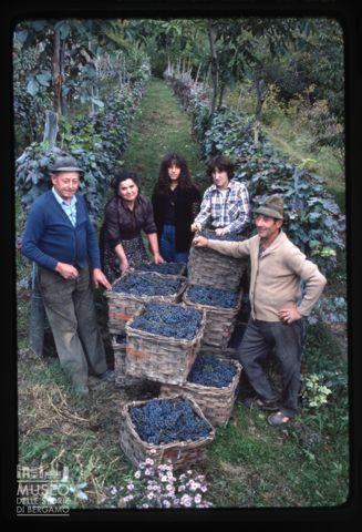 Vendemmiatori nelle Langhe