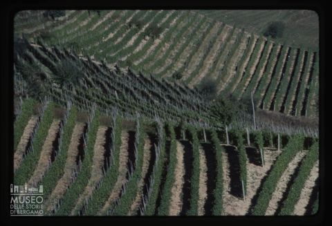 Vigneti a Serralunga d'Alba