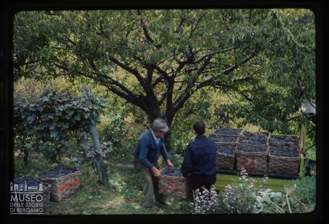 Vendemmia nelle Langhe