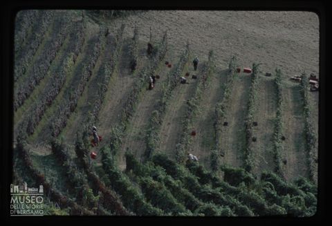 Scena di vendemmia nel cuneese
