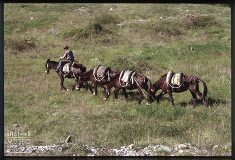 Uomo con muli sul Monte Amiata
