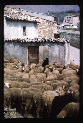 Gregge a Norcia