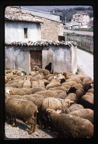 Gregge a Norcia