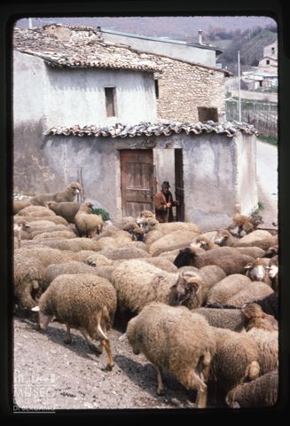 Gregge a Norcia