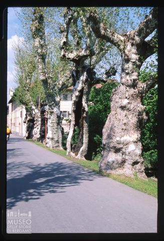 Viale alberato a Cherasco