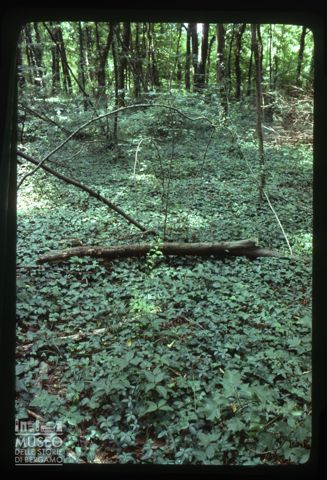 La Riserva Naturale Bosco Fontana a Marmirolo
