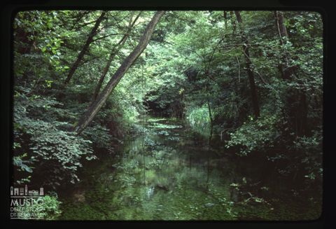 La Riserva Naturale Bosco Fontana a Marmirolo