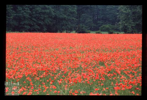 Un campo di papaveri in Lombardia